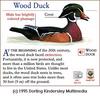 Wood Duck drake (Aix sponsa)