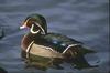 Wood Duck drake (Aix sponsa)