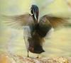 Wood Duck flapping (Aix sponsa)