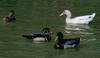 Wood Duck (Aix sponsa)