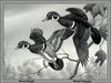 [Animal Art - David Chapple] Wood Duck pair (Aix sponsa)
