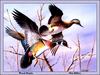 [Animal Art - Jim Killen] Wood Duck pair (Aix sponsa)