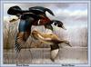 [Animal Art - David Maass] Wood Duck pair (Aix sponsa)