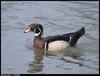 Wood Duck (Aix sponsa)