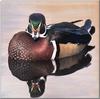 Wood Duck (Aix sponsa)