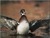 Wood Duck (Aix sponsa)