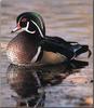 Wood Duck (Aix sponsa)