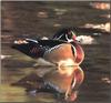 Wood Duck (Aix sponsa)