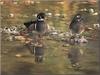 Wood Ducks (Aix sponsa)