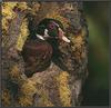 Wood Duck (Aix sponsa)