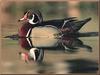 Wood Duck (Aix sponsa)