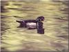 Wood Duck (Aix sponsa)