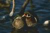 Wood Duck pair (Aix sponsa)