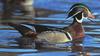 Wood Duck (Aix sponsa)