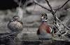 Wood Ducks (Aix sponsa)