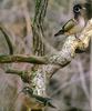 Wood Duck pair (Aix sponsa)