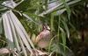 Wood Duck (Aix sponsa)