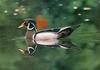 Wood Duck (Aix sponsa)