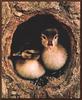 Wood Duck ducklings (Aix sponsa)