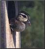 Wood Duck duckling (Aix sponsa)