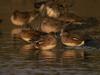 Wigeons (Anas sp.)