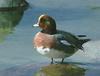 Wigeon (Anas sp.)