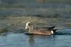 Wigeon (Anas sp.)