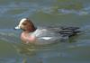 Wigeon (Anas sp.)