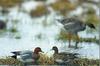 Wigeons (Anas sp.)