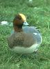 Wigeon (Anas sp.)