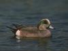 Wigeon (Anas sp.)