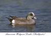 American Wigeon drake (Anas americana)