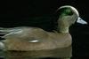 American Wigeon (Anas americana)