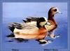 [Animal Art - William C. Morris] American Wigeon pair (Anas americana)