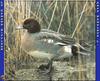 Eurasian Wigeon (Anas penelope)