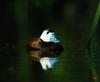 White-headed Duck (Oxyura leucocephala)