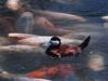 Ruddy Duck (Oxyura jamaicensis)