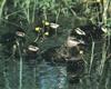 Ruddy Duck and ducklings (Oxyura jamaicensis)