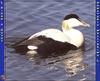 Common Eider (Somateria mollissima)