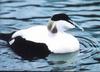 Common Eider (Somateria mollissima)