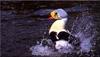 King Eider (Somateria spectabilis)