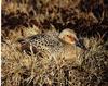 King Eider female nesting (Somateria spectabilis)