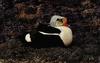 King Eider (Somateria spectabilis)