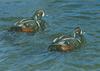 Harlequin Duck duo (Histrionicus histrionicus)