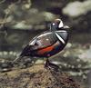 Harlequin Duck (Histrionicus histrionicus)