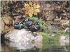 Harlequin Ducks (Histrionicus histrionicus)