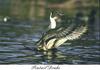 Northern Pintail drake (Anas acuta)