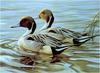 [Animal Art - Robert Bateman] Northern Pintail pair (Anas acuta)