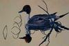 [Animal Art] Northern Pintail (Anas acuta)