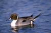 Northern Pintail (Anas acuta)